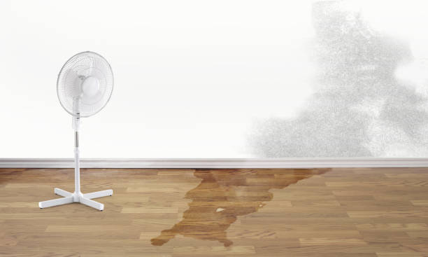 Best Mold removal after water damage  in Euharlee, GA